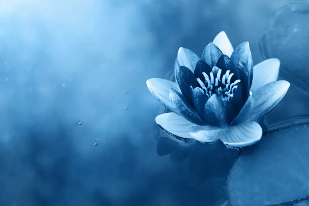 Fiore di Loto - Chakra Ajna